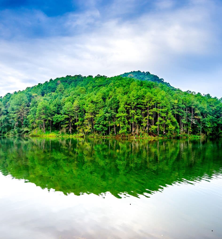 Forestry and Plantations